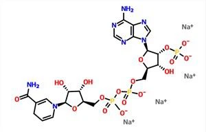 Beta-NADPH Tetrasodium Salt NADPH CAS 2646-71-1