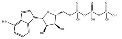 Adenosine 5'-trifosfaat CAS 56-65-5